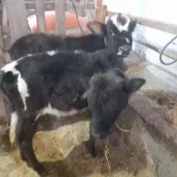 لشه‌ چالوسی ورزاکوله