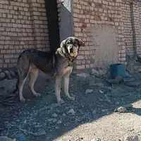 سگ ماده پژدر سر کله دار فروشی یا معاوضه