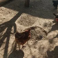 مرغ های محلی 100عدد|حیوانات مزرعه|مهربان, |دیوار