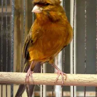 قناری سرخ|پرنده|شیراز, لاله|دیوار