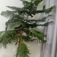 کاج مطبق زیر قیمت همه جا