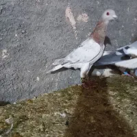 کفتربوم تبعیدی ساده زرد سار لکه دار سبز ساراوقون