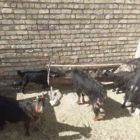 شیش عددبز ۴۰۰۰۰میلیون تومان|حیوانات مزرعه|وردشت, |دیوار