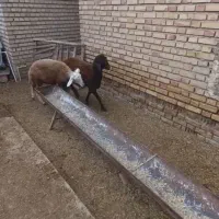 بره نرو ماده