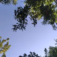 باغ فروشی|فروش دفتر صنعتی، کشاورزی، تجاری|الشتر, |دیوار