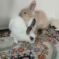 خرگوش|موش و خرگوش|اقبالیه, |دیوار