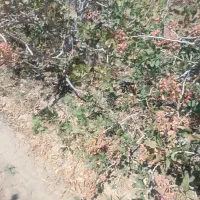 فروش ۱۰۰۰ متری|فروش دفتر صنعتی، کشاورزی، تجاری|زرند, |دیوار