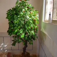 درخت گیلاس تزئینی