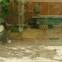 3عدد مرغ شاخدار سالم|حیوانات مزرعه|تربت‌حیدریه, باغ ملی|دیوار