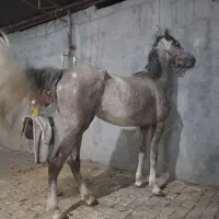 مادیان عرب