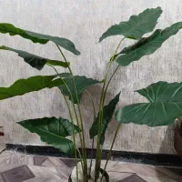 درختچه بابا آدم