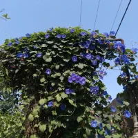 راهنمایی میکنم برا خرید ملک گیلان|فعالیت داوطلبانه|شیراز, شاهچراغ|دیوار