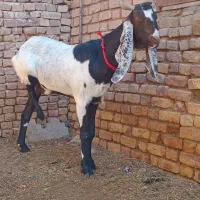 یک عددبزابستن فروشی|حیوانات مزرعه|شهرآباد, |دیوار