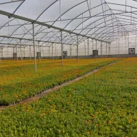 فروش مرغداری و گلخانه در حوالی گلبهار