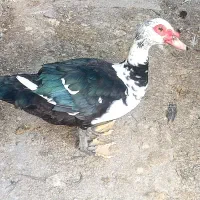 اردک روسی ارگانیک|حیوانات مزرعه|سرخرود, |دیوار