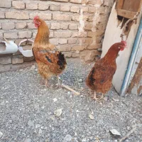 جوجه و مرغ|حیوانات مزرعه|هریس, |دیوار