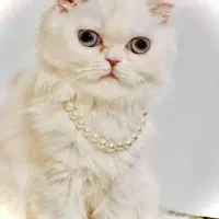 گربه تربیت شده|گربه|ایرانشهر, |دیوار