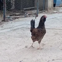 مرغ و خروس