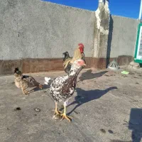 مرغ لاری|حیوانات مزرعه|مشهد, امیرآباد|دیوار