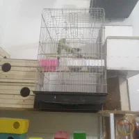 پرنده سرا|پرنده|هشتگرد, شهرک گلها|دیوار