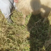 گوسفند|حیوانات مزرعه|صومای برادوست, |دیوار