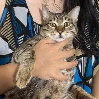 گربه گمشده مژدگانی