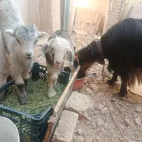 بزغاله
