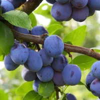 مرکز تخصصی نهال فروشی|خدمات باغبانی و درختکاری|ارومیه, |دیوار