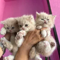 فروش بچه گربه پرشین