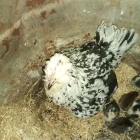 تخم مرغ گلین|حیوانات مزرعه|دالاهو, |دیوار