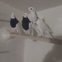 طوقی|پرنده|بردسکن, |دیوار