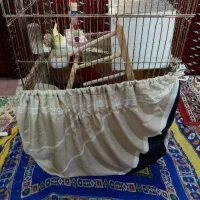 یه قفس با 2تا عروس