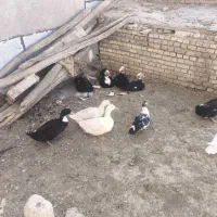 حیوانات اهلی اردک و بوقلمون و غاز|حیوانات مزرعه|اردبیل, |دیوار