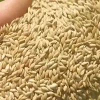 گندم پرندگان شاخه طلائی بصورت عمده گونی )مرغی و..