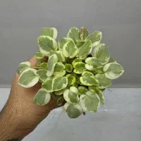 تعدادی بنفشه آفریقایی|گل و گیاه طبیعی|تهران, اختیاریه|دیوار