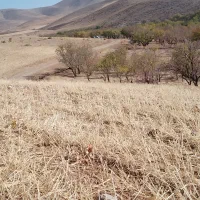 فروش چاپروگاه