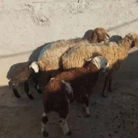 گوسفند داشتی