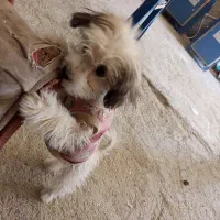 سگ باهوش|سگ|سقز, |دیوار