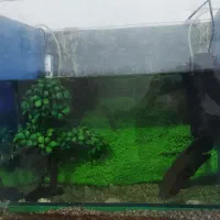 اکواریوم درحدنو