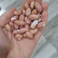 خلال بادام و بادام آجیلی|خوردنی و آشامیدنی|آستانه اشرفیه, |دیوار