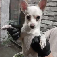 سگ شیواوا اشپیتز|سگ|گرگان, |دیوار