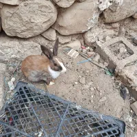 خرگوش