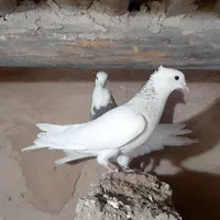 کفتر  فروشی|پرنده|دهگلان, |دیوار