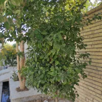 ویلا کنار ساحل بسیار تمیز|اجارهٔ کوتاه‌مدت ویلا و باغ|بندر گناوه, |دیوار