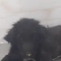 سگ قهدریجانی|سگ|خمینی‌شهر, |دیوار