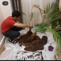 خدمات باغبانی و کارشناسی( دارای مدرک گیاهپزشکی)|خدمات باغبانی و درختکاری|تهران, ایران|دیوار