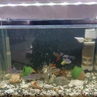 آکواریوم با ماهی و تجهیزات|ماهی|ری, اقدسیه|دیوار