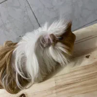 خوکچه‌هندی‌مو‌بلند|موش و خرگوش|آفتاب, |دیوار