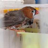 فروش چند جفت فنچ|پرنده|نورآباد ممسنی, |دیوار