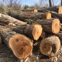 خریدار انواع درخت باغ بردسکن و روستاهای اطراف